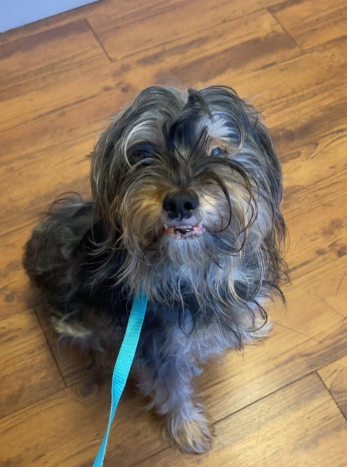 Photo of Charlie, Sweet, Sweet Grateful Boy, adoptable Terrier in Atlanta, Georgia