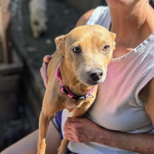 Photo of Salamandra, adoptable Chihuahua in Oakland, California