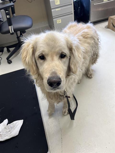Photo of Thor, adoptable Golden Retriever in Santa Cruz, California