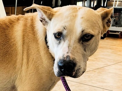 Photo of Honey, adoptable dog in Georgetown, Texas