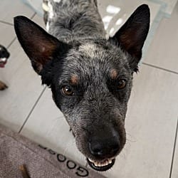 Photo of Dale, adoptable Blue Heeler Australian Cattle Dog in Beverly Hills, California