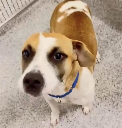 Photo of Sweetpea, adoptable Basset Hound in Houston, Texas