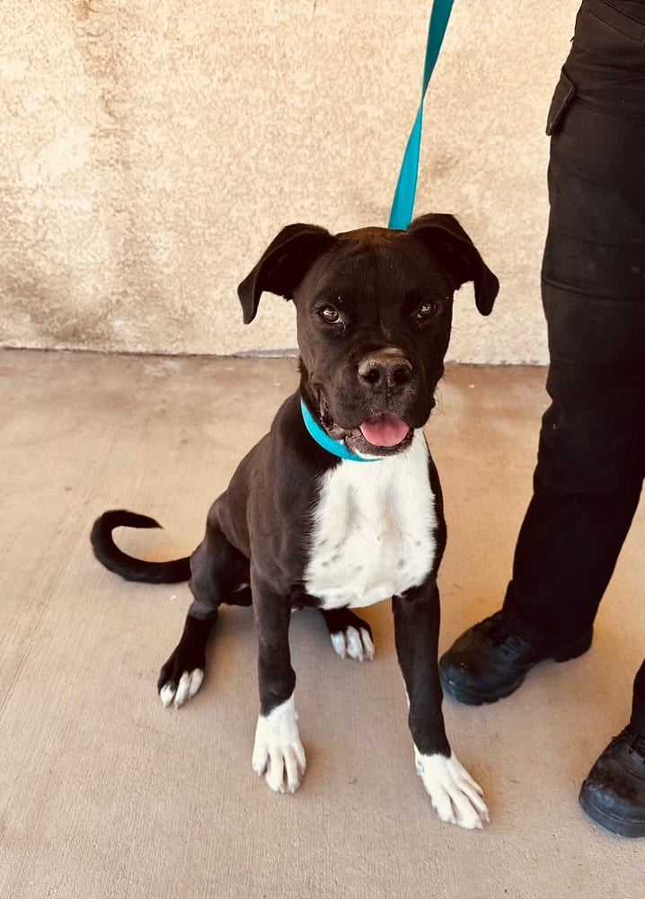 Photo of Riley, adoptable Boxer in Dana Point, California