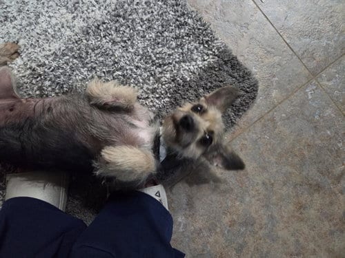 Photo of Sissy, adoptable Yorkshire Terrier Yorkie in Spring, Texas