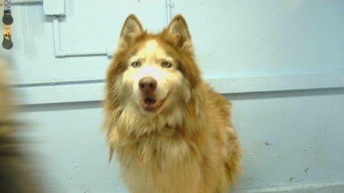 Photo of Blaze, adoptable Alaskan Malamute in Gardena, California