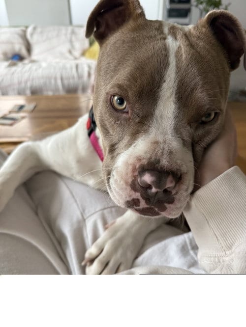 Photo of Juliet, adoptable Pit Bull Terrier in ROSEVILLE, California