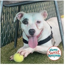 Photo of Eva, adoptable American Bulldog Pointer in Lakeland, Florida