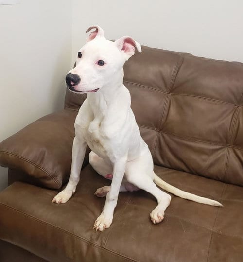 Photo of Ollie **prison program, adoptable American Pit Bull Terrier in Mt. Gilead, Ohio