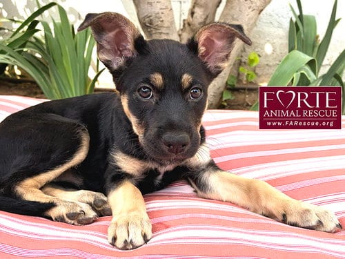 Photo of Alice, adoptable German Shepherd Dog in Marina del Rey, California