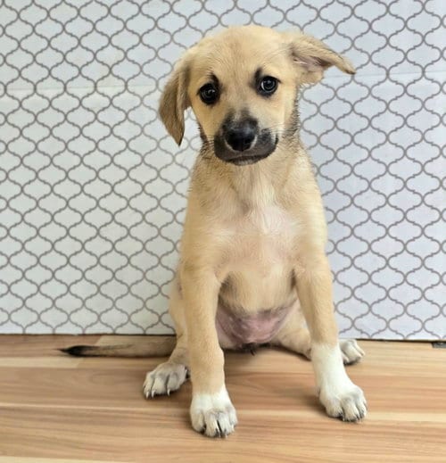 Photo of Dorothy, adoptable Labrador Retriever in Sedalia, Colorado