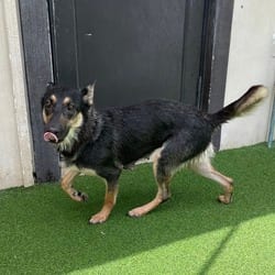 Photo of Millie 8322, adoptable German Shepherd Dog Labrador Retriever in Loxahatchee, Florida
