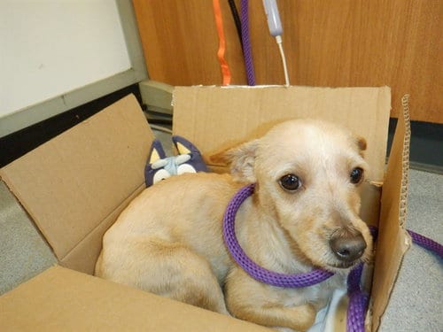 Photo of Walker, adoptable Rat Terrier in San Jose, California