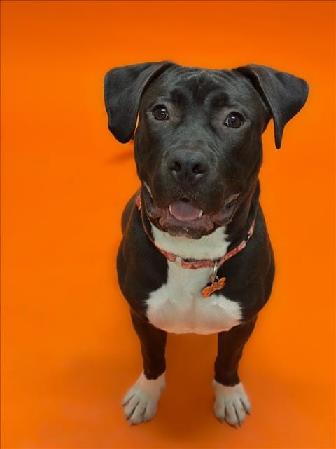 Photo of Bruce, adoptable Pit Bull Terrier in Hayward, California