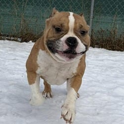 Photo of Oscar, adoptable American Pit Bull Terrier in Syracuse, New York