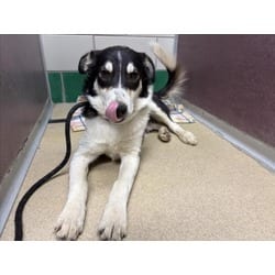 Photo of Coltrane, adoptable Border Collie in Loveland, Colorado