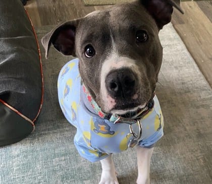 Photo of Cheyenne, adoptable dog in Atlanta, Georgia