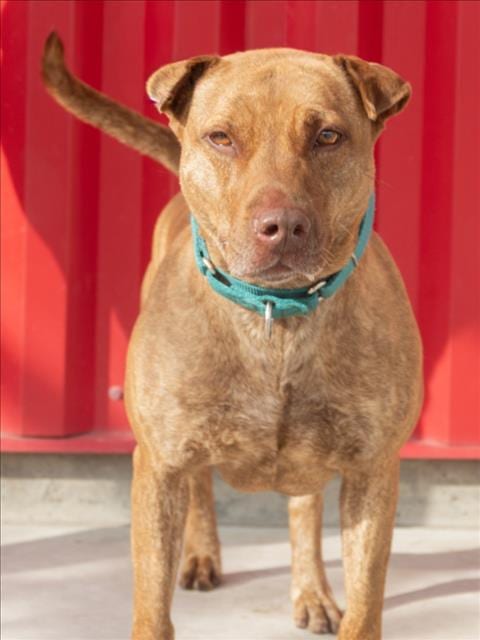 Photo of Cholula, adoptable Pit Bull Terrier in Tracy, California