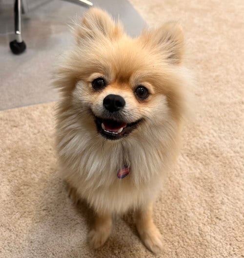 Photo of Bamboo, adoptable Pomeranian in Garland, Texas