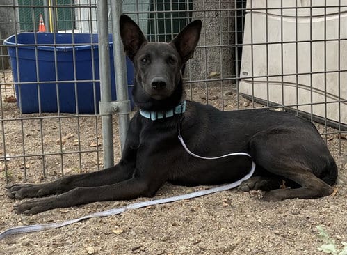 Photo of Mina, adoptable Belgian Shepherd Malinois in San Bernardino, California