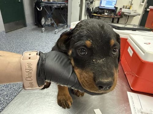 Photo of A1939805, adoptable Rottweiler in Thousand Palms, California