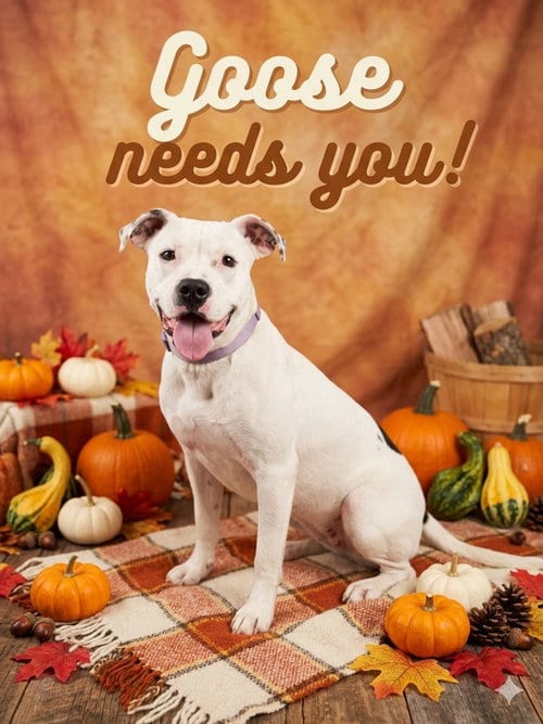 Photo of Goose, adoptable American Pit Bull Terrier in Macon, Missouri