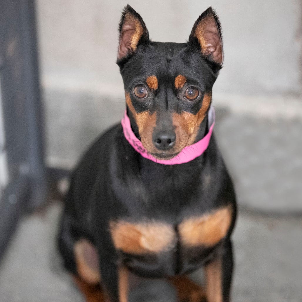 Photo of Ruby Rose (AG26-205), adoptable Pinscher, Miniature in Colorado Springs, Colorado