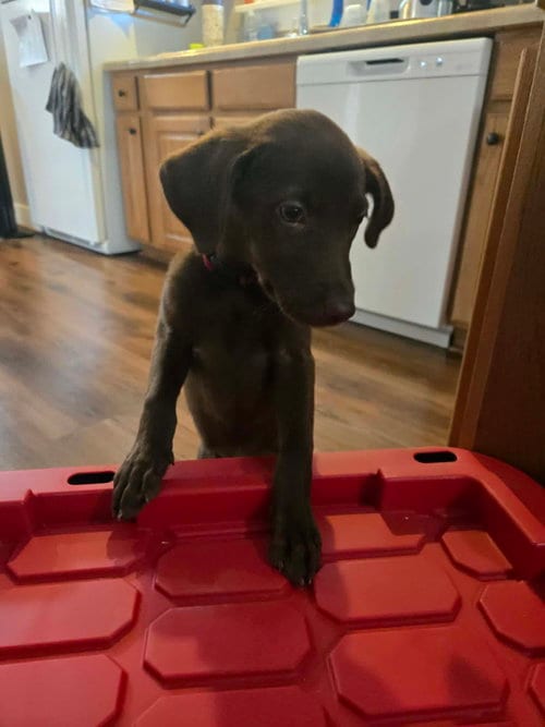Photo of Cleo, adoptable Labrador Retriever in MIDWAY, Utah