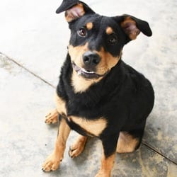 Photo of Woofgang, adoptable Mixed Breed (Medium) in Columbus, North Carolina