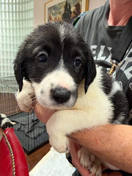 Photo of Blair - Halloween Litter, adoptable Anatolian Shepherd in Holly Springs, North Carolina