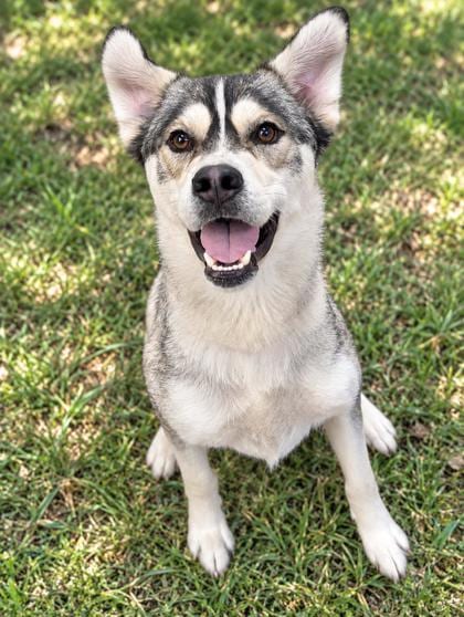 Photo of Tucker, adoptable Siberian Husky in Inverness, Florida