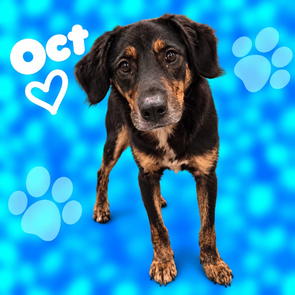 Photo of Oct, adoptable Mixed Breed (Medium)