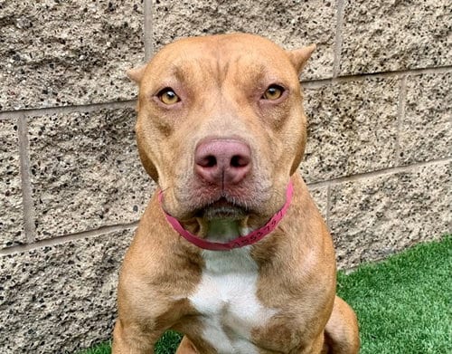 Photo of Wanda, adoptable Staffordshire Bull Terrier in Moreno Valley, California