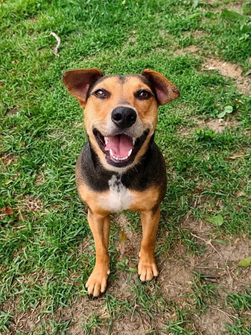 Photo of Rose, adoptable Unknown breed in Mobile, Alabama