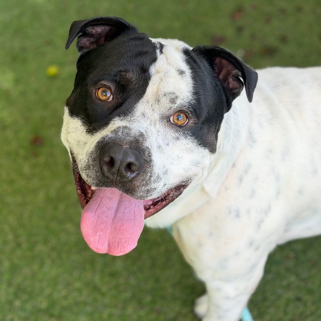 Photo of Dat Boy (Brando), adoptable Mixed Breed (Large)