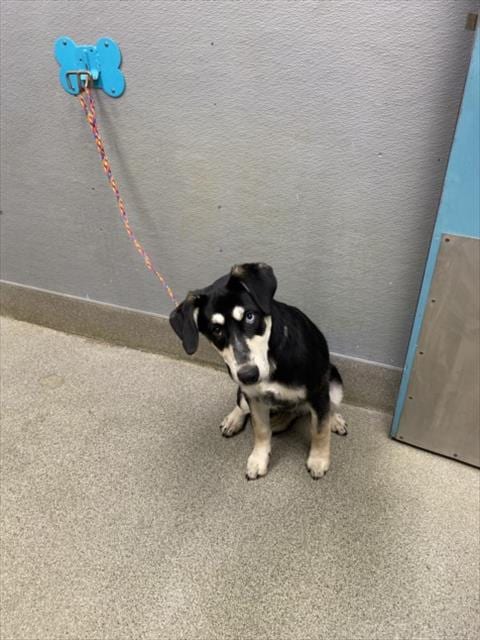 Photo of Pretty Girl, adoptable Husky in Las Vegas, Nevada