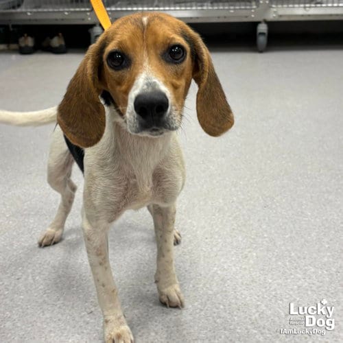 Photo of Blanche, adoptable Beagle in Washington, District of Columbia