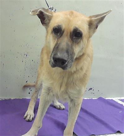 Photo of Taty, adoptable German Shepherd Dog in Houston, Texas