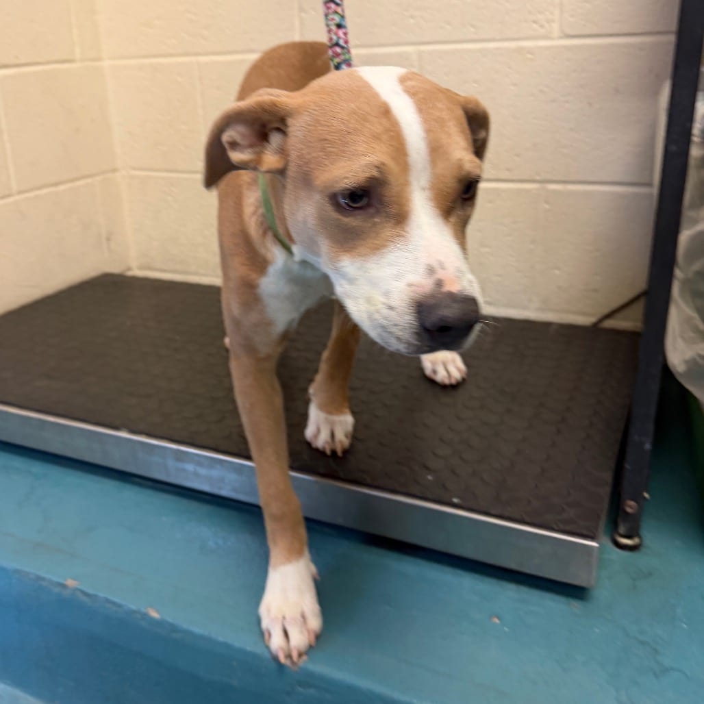 Photo of Mellow, adoptable dog