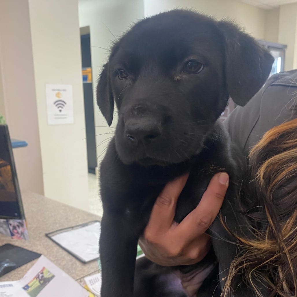 Photo of Shay, adoptable Mixed Breed (Medium) in Houston, Texas