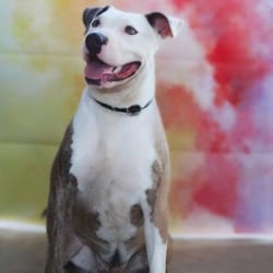 Photo of Squiggy JuM, adoptable American Pit Bull Terrier Mixed Breed (Medium) in Hartford, Connecticut