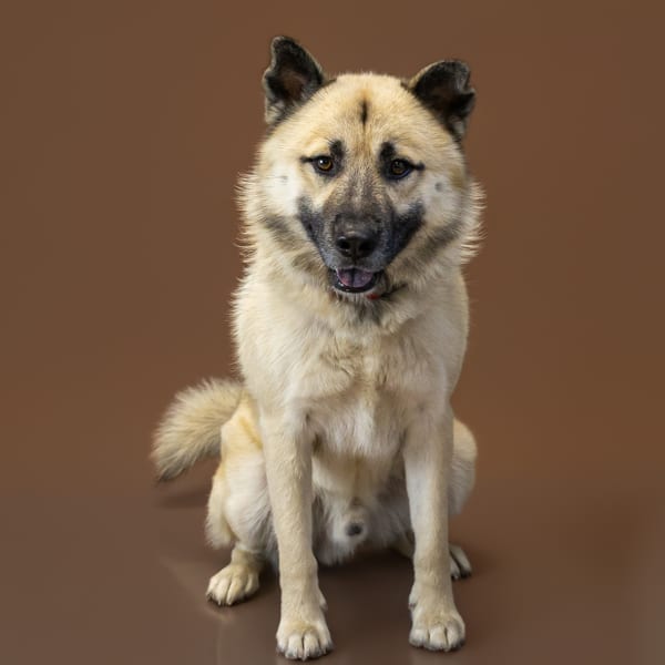 Photo of Banshee, adoptable German Shepherd cross in Lawrenceville, Georgia