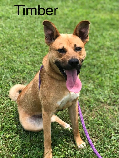 Photo of Timber, adoptable Yellow Labrador Retriever in Elkins, West Virginia