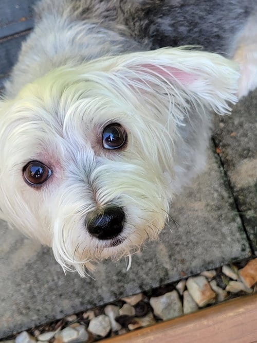 Photo of Rosie, adoptable Yorkshire Terrier Yorkie in Greensboro, North Carolina
