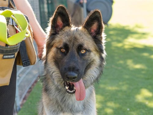Photo of Theodore Seville, adoptable German Shepherd Dog in Martinez, California