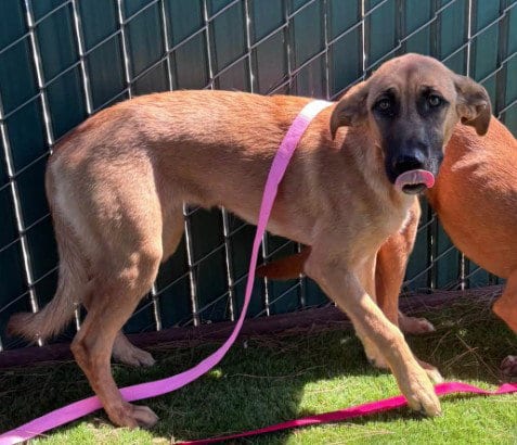 Photo of Lucy, adoptable German Shepherd Dog in San Bernardino, California
