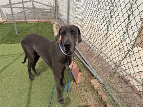 Photo of Donatello, adoptable Great Dane in Phoenix, Arizona
