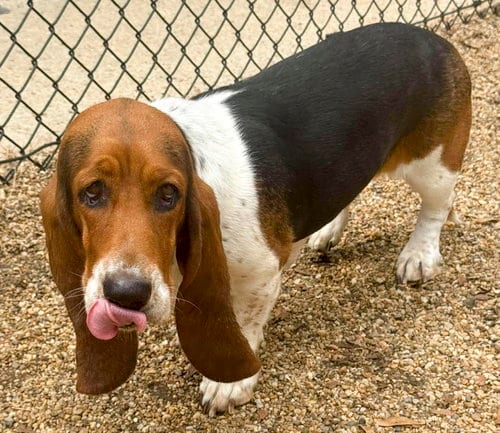 Photo of Missy, adoptable Basset Hound in Milmay, New Jersey