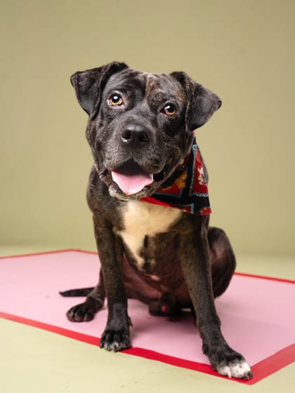 Photo of Dasher, adoptable dog in Atlanta, Georgia