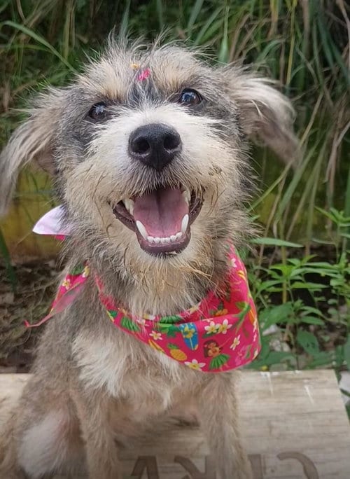 Photo of Brianna, adoptable Schnauzer in Albion, New York