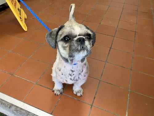 Photo of Biff, adoptable Shih Tzu in Camarillo, California